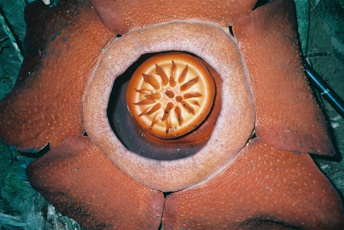 ดอก Rafflesia kerrii ในป่าฝนภาคใต้